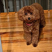 Rose is registered to the contest to win money with this photo: animal, brown, collar, companion, curly_fur, cute, dog, domestic_animal, fur, house, indoor, looking_at_camera, pet, poodle, portrait, railing, small_dog, stairs, standing, wooden_floor