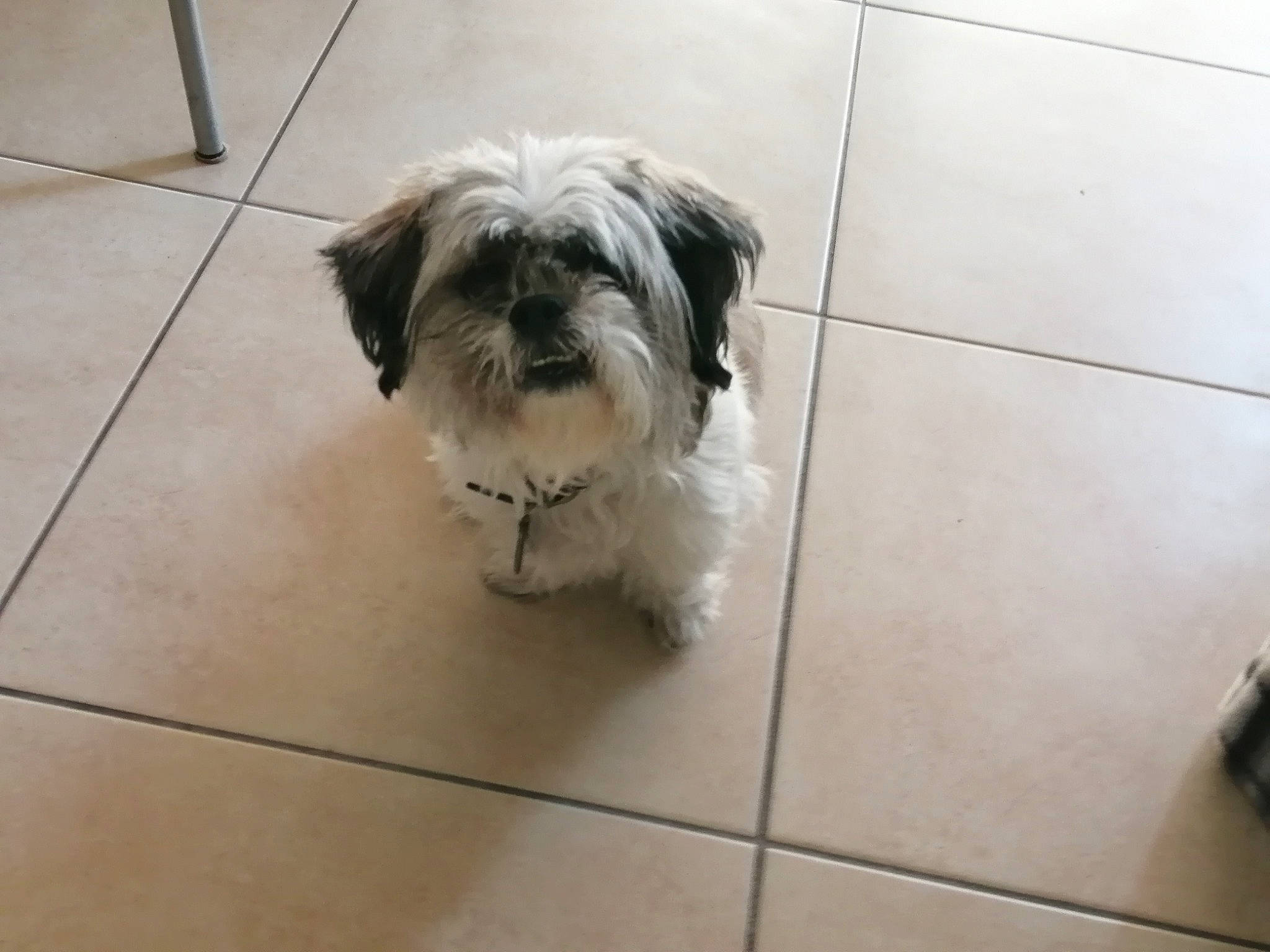 Bisou a rejoint le concours — aidez-le/la à gagner de superbes lots ! carnivore, companion_dog, dog, dog_breed, fawn, floor, flooring, fur, hardwood, liver, mal_shi, poodle_crossbreed, shih_poo, shih_tzu, small_terrier, snout, sporting_group, terrier, toy_dog, working_animal