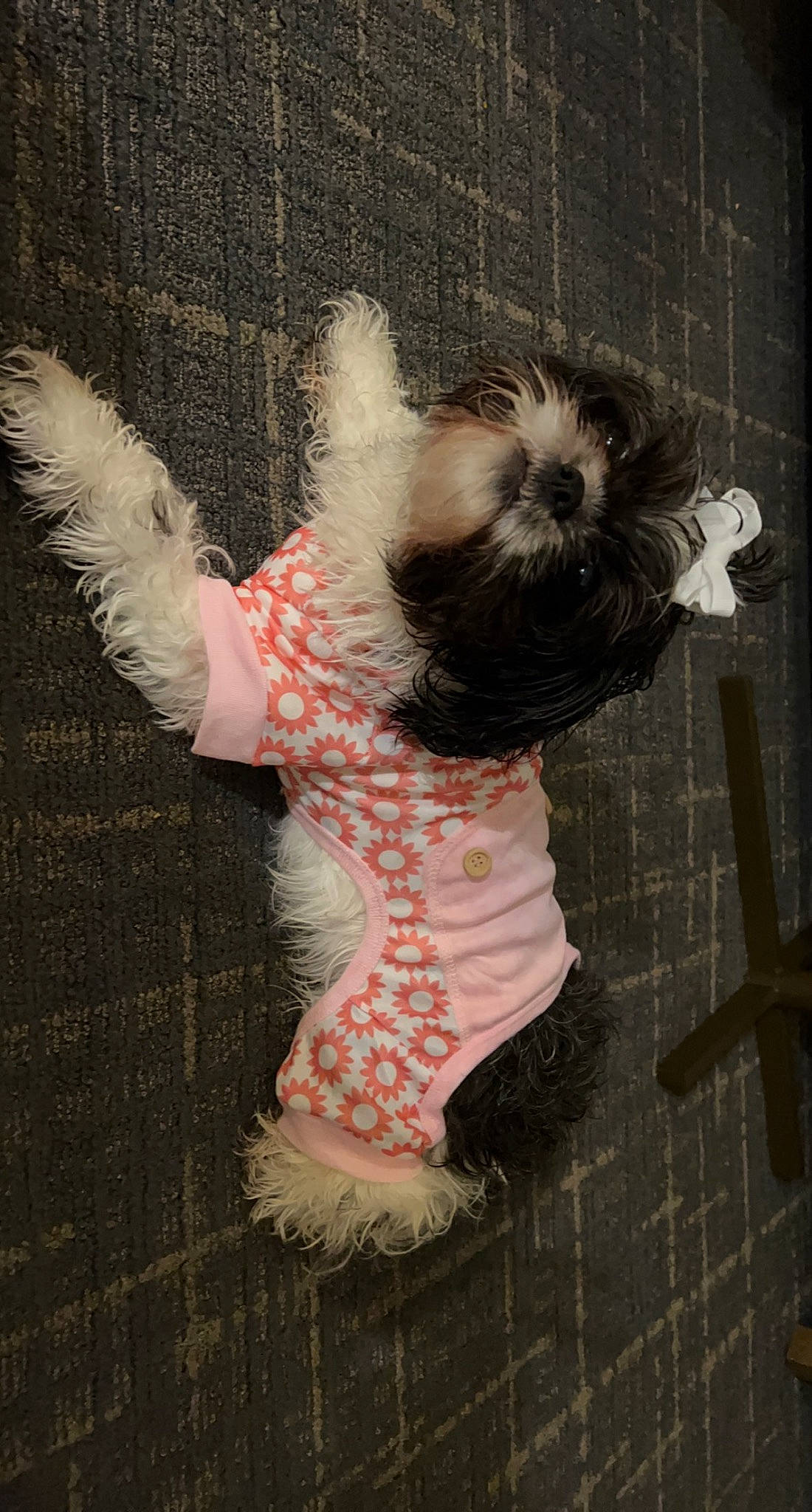 Harley is registered to the contest to win money with this photo: baby_toddler_clothing, child, companion_dog, flooring, font, fur, pattern, sleeve, tail, toddler, toy, toy_dog
