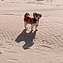 dog, small_dog, pet, beach, sand, shadow, sunny, outdoors, paw_prints, footprints, standing, brown_white_fur, fur, collar, companion, solitary, daytime, sand_texture, coastal, cute
