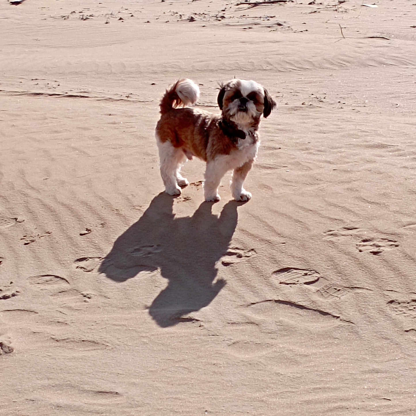 Hoshi participe au concours pour gagner de l'argent avec cette photo : beach, brown_white_fur, coastal, collar, companion, cute, daytime, dog, footprints, fur, outdoors, paw_prints, pet, sand, sand_texture, shadow, small_dog, solitary, standing, sunny