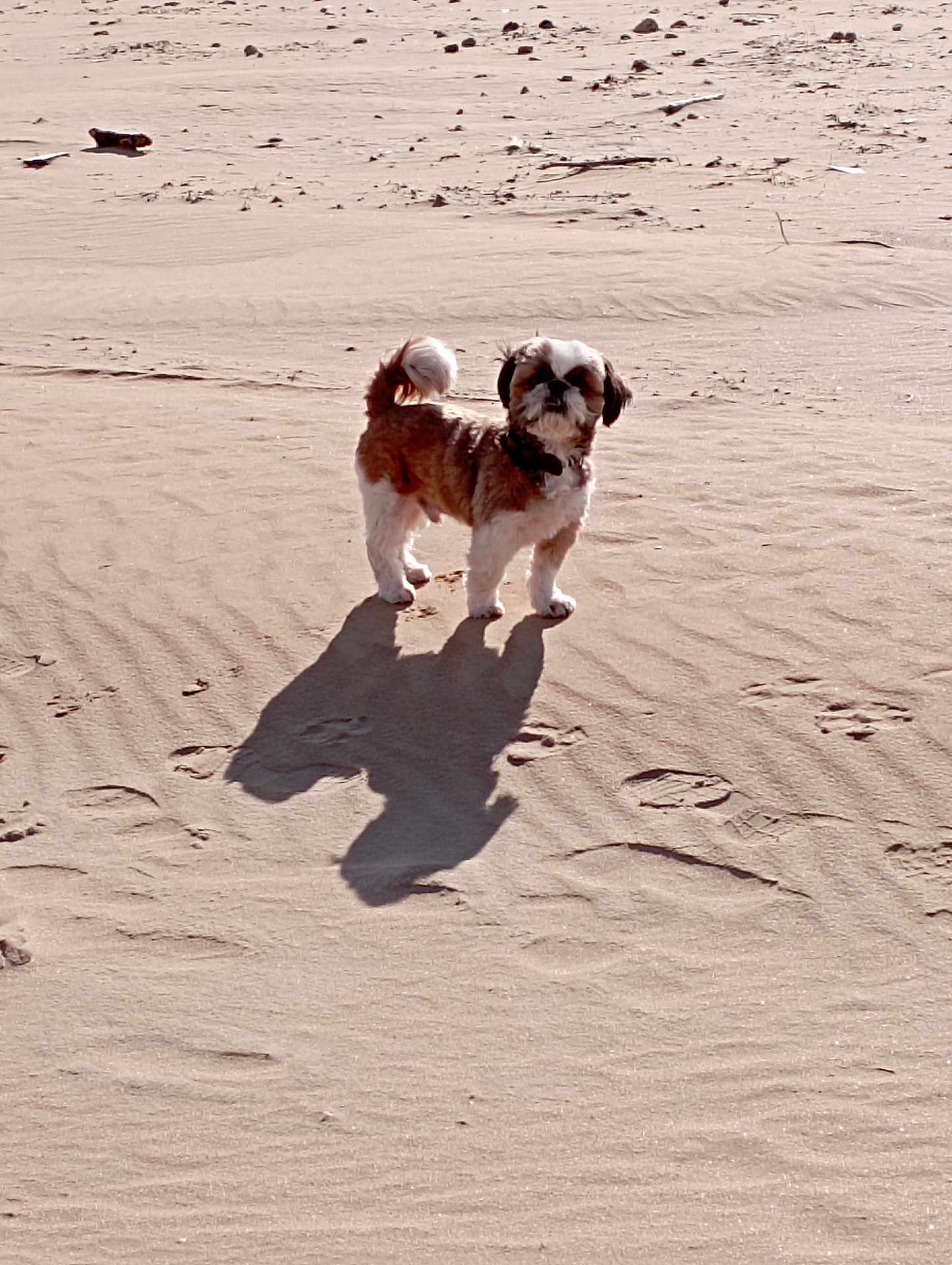 Hoshi participe au concours pour gagner de l'argent avec cette photo : dog, small_dog, pet, beach, sand, shadow, sunny, outdoors, paw_prints, footprints, standing, brown_white_fur, fur, collar, companion, solitary, daytime, sand_texture, coastal, cute