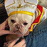 adorable, animal, bulldog, casual_clothing, closeup, costume, couch, cute, dog, fabric, hands, hat, human_pet_interaction, indoor, jeans, person, pet, portrait, sitting, white_dog