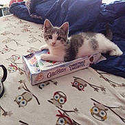 Muffin joined the competition — help win amazing prizes! kitten, cat, box, cake_bites, christmas, blanket, owl_pattern, bed, comforter, indoor, cute, pet, animal, feline, resting, curious, small, young, cozy, food_packaging