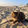 kitten, cat, sand, beach, leash, tabby, animal, outdoor, sunlight, playground, sky, people, daytime, pet, young, feline, nature, vacation, summer, cute
