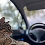 Nala a rejoint le concours — aidez-le/la à gagner de superbes lots ! cat, tabby_cat, animal, pet, indoor, car, steering_wheel, window, blurred_background, fur, profile, close-up, looking, seat, interior, domestic_animal, whiskers, ears, side_view, relaxed
