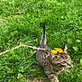 kitten, cat, grass, leash, harness, dandelion, flower, outdoor, nature, greenery, young_animal, pet, playful, curious, small, animal, cute, walking, spring, leaf