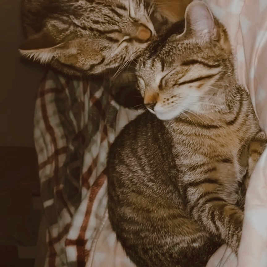 Nala Et Minou a rejoint le concours — aidez-le/la à gagner de superbes lots ! animal, blanket, cat, closeup, companion, cozy, cute, domestic_cat, fur, indoor, patterned_blanket, pet, relaxation, resting, sleeping, soft_lighting, stripes, tabby_cat, two_cats, whiskers