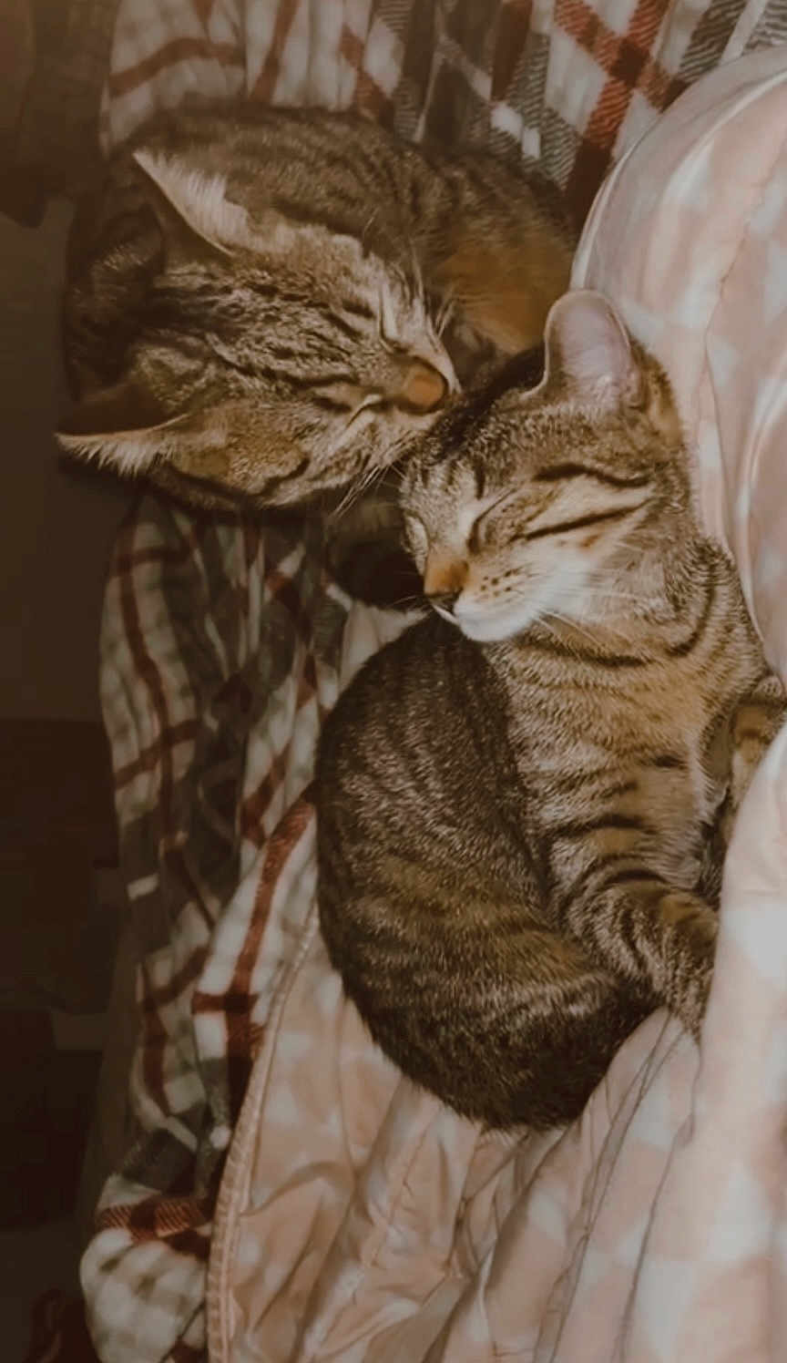 Nala Et Minou a rejoint le concours — aidez-le/la à gagner de superbes lots ! cat, tabby_cat, sleeping, cozy, blanket, patterned_blanket, indoor, pet, fur, whiskers, animal, cute, resting, companion, two_cats, stripes, soft_lighting, closeup, domestic_cat, relaxation