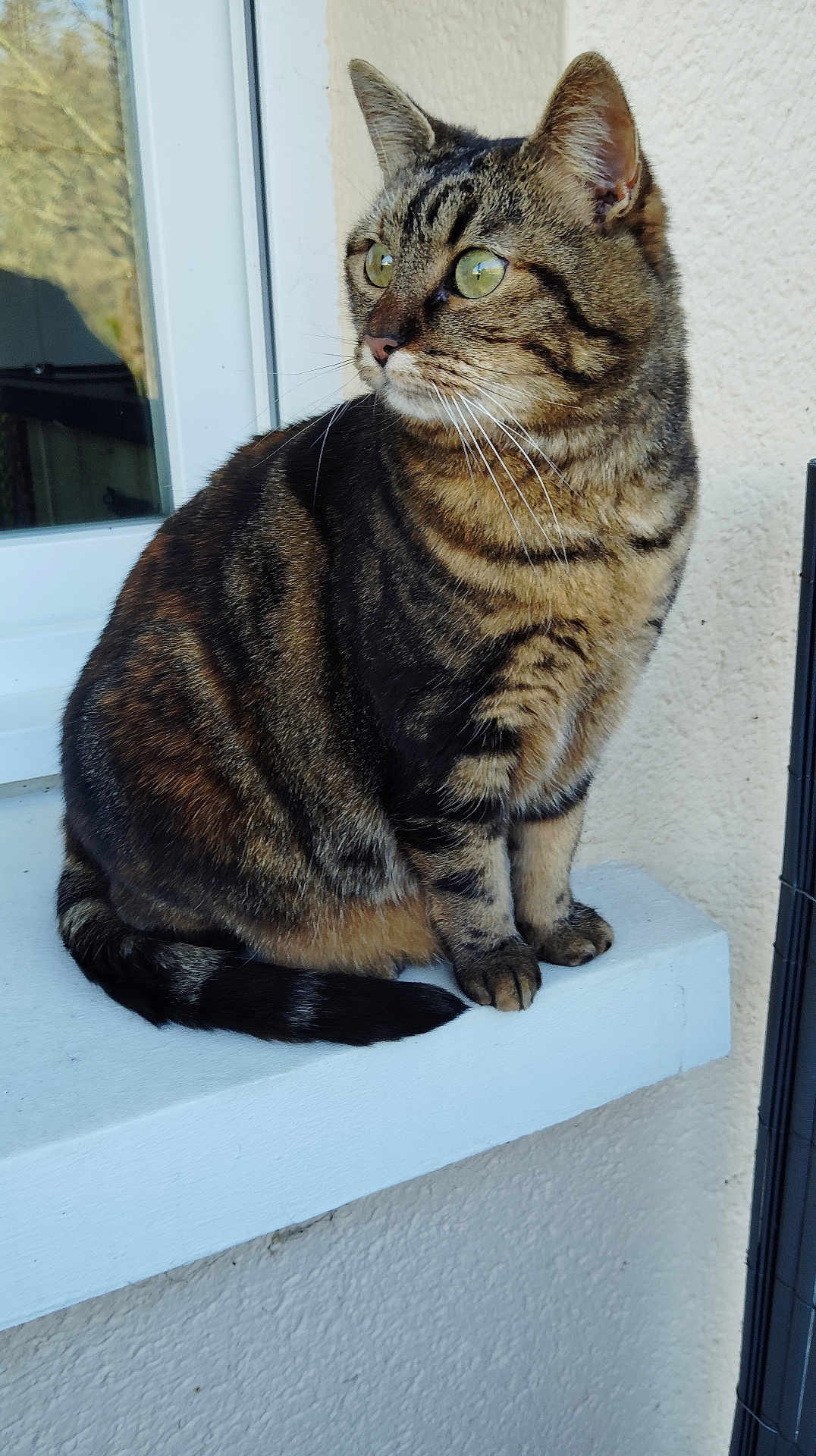 Stella a rejoint le concours — aidez-le/la à gagner de superbes lots ! cat, tabby, animal, pet, feline, sitting, green_eyes, striped_fur, whiskers, ears, tail, window, ledges, outdoor, daylight, looking_away, close_up, domestic_cat, quiet, calm