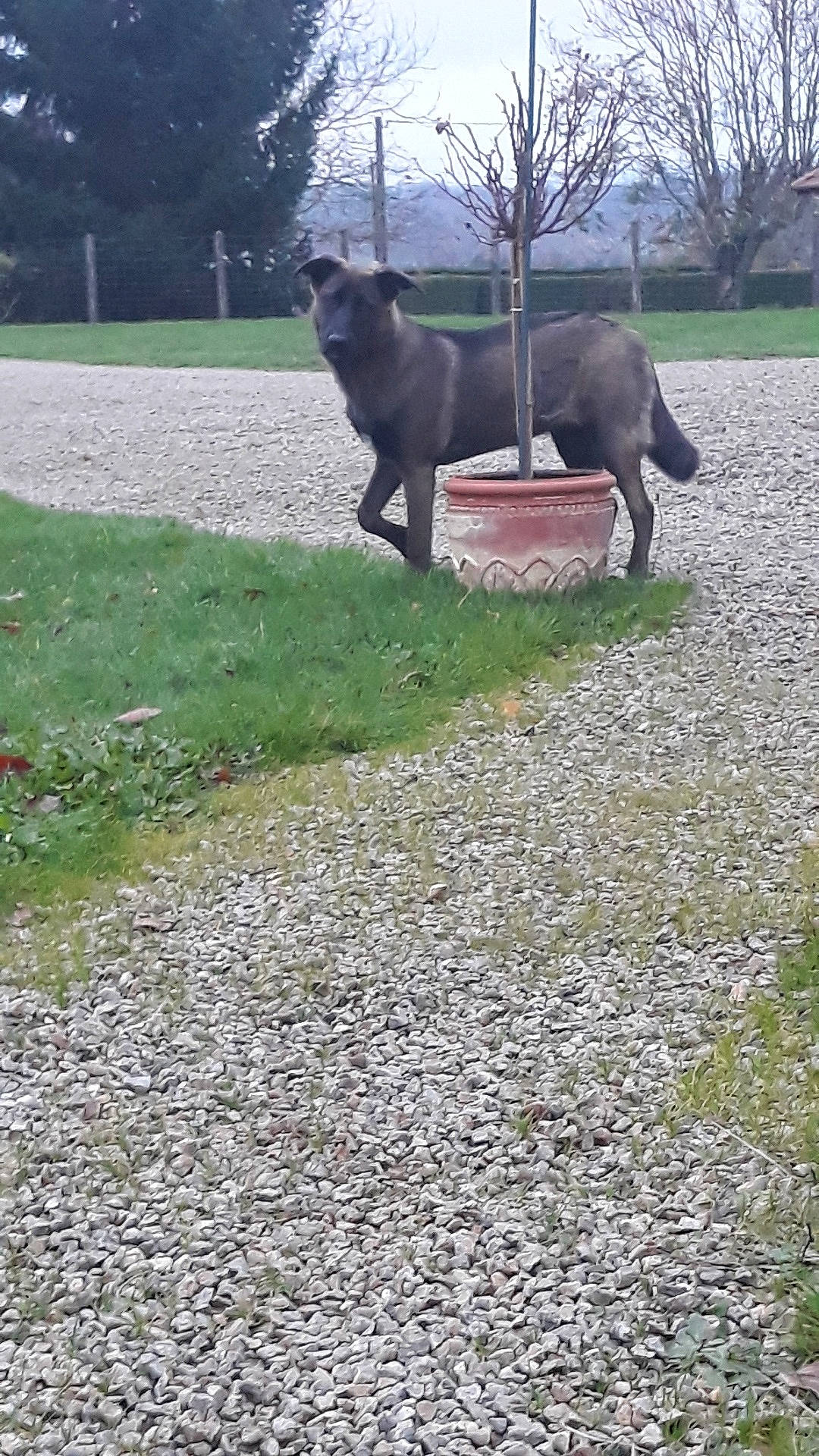 Pepsie a rejoint le concours — aidez-le/la à gagner de superbes lots ! fawn, grass, lawn, pasture, wildlife