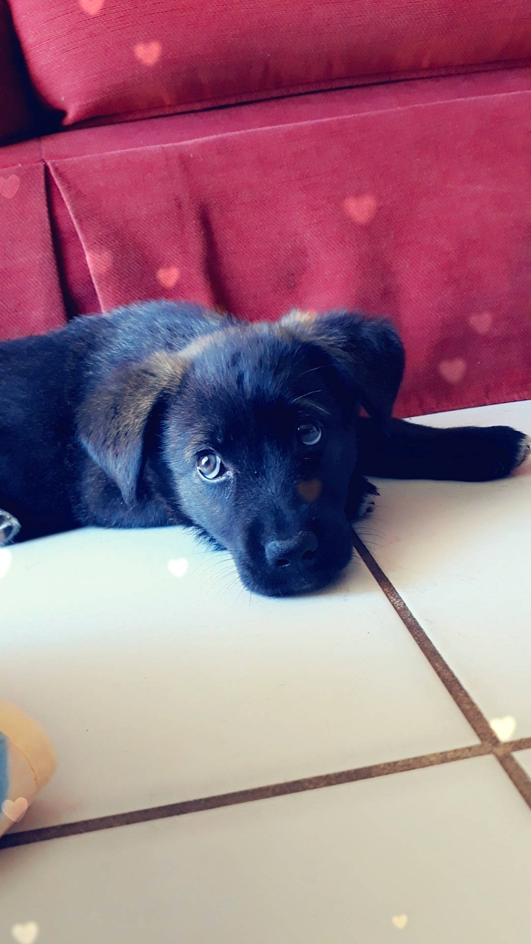 Pepsie a rejoint le concours — aidez-le/la à gagner de superbes lots ! beagador, borador, canidae, carnivore, dog, dog_breed, fawn, labrador_retriever, mammal, patterdale_terrier, puppy, retriever, snout, sporting_group, vertebrate