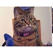 Croquette participe au concours pour gagner de l'argent avec cette photo : alert, animal, bells, cat, close_up, collar, curious, domestic_cat, ears, eyes, feline, fur, household, indoor, mirror, pet, pink_collar, portrait, tabby_cat, whiskers