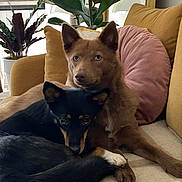 Lennox participe au concours pour gagner de l'argent avec cette photo : dog, pets, couch, indoor, snuggling, cozy, brown_dog, black_dog, pillow, plant, furniture, living_room, relaxing, companionship, fur, ears, tail, blanket, home, cute