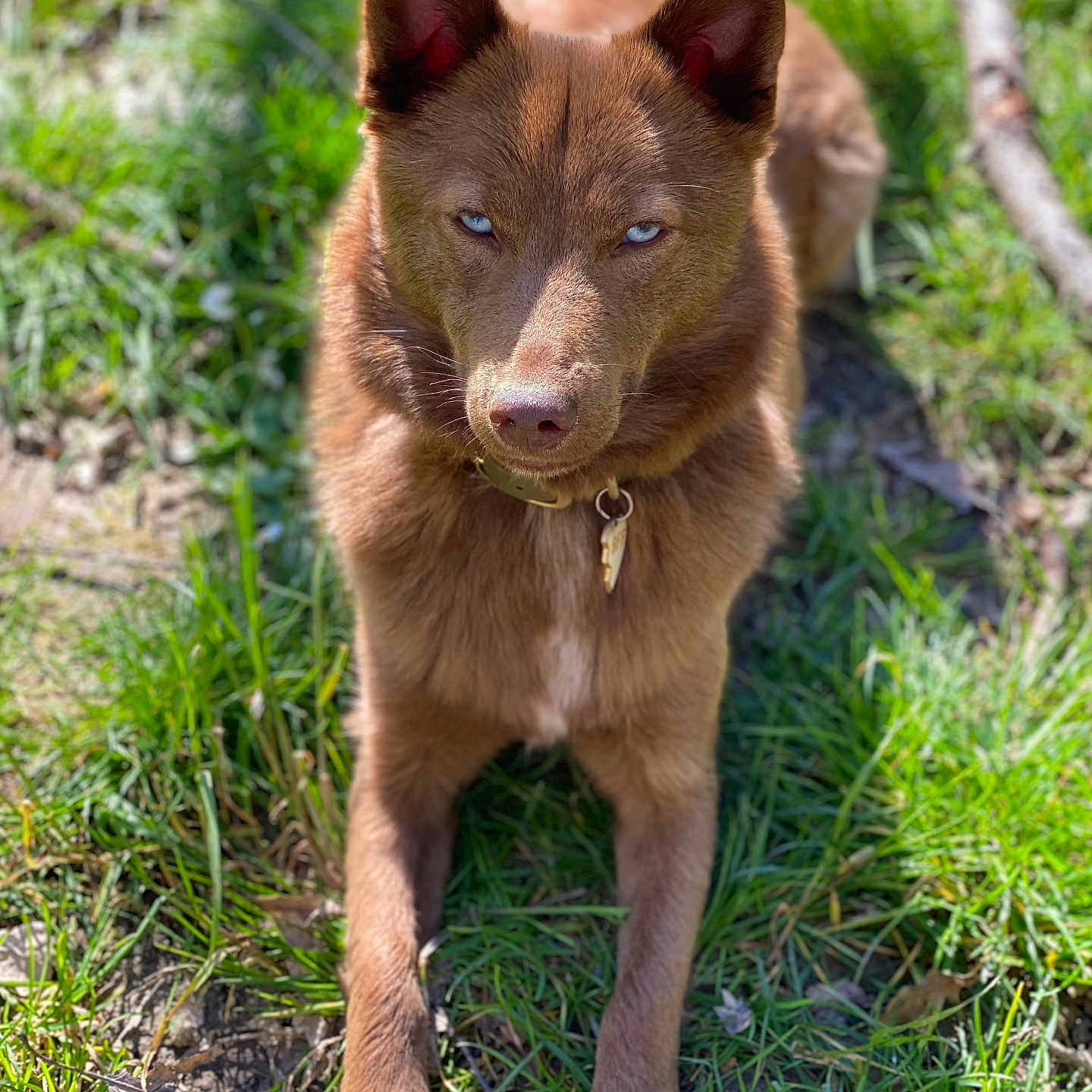 Lennox a rejoint le concours — aidez-le/la à gagner de superbes lots ! dog, brown_dog, blue_eyes, grass, outdoor, animal, pet, collar, lying_down, sunlight, ears, nose, fur, nature, daylight, canine, alert, looking_at_camera, close_up, ground