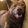 dog, brown_dog, canine, pet, couch, indoor, relaxing, sleepy, smiling, closeup, fur, muzzle, ears, tongue, teeth, nose, home, comfort, resting, happy