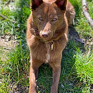 Lennox joined the competition — help win amazing prizes! animal, blue_eyes, brown_dog, canine, collar, daylight, dog, ears, fur, grass, greenery, intense_gaze, lying_down, muzzle, nature, outdoor, paws, pet, shadow, sunlight