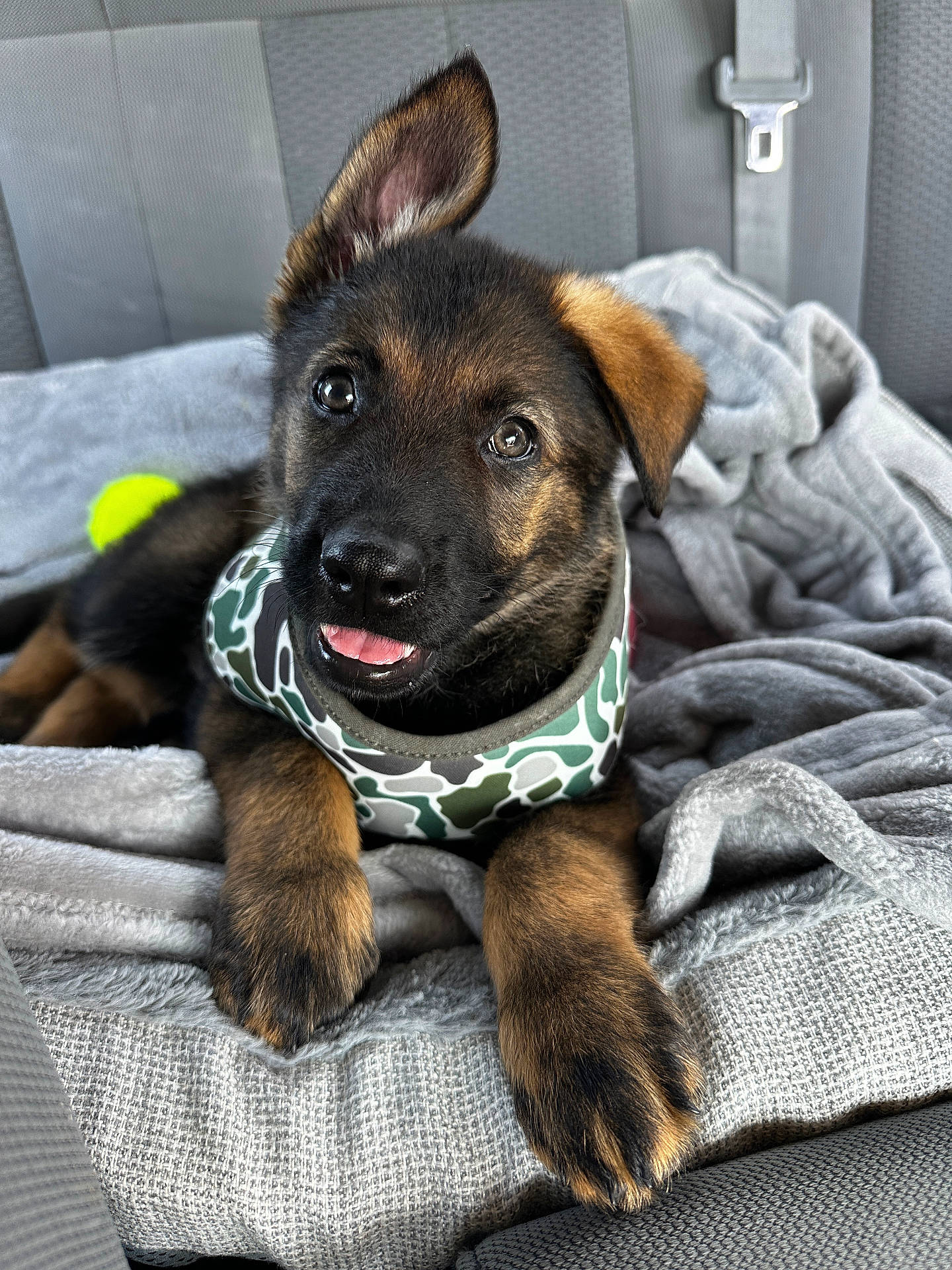 Gnarly is registered to the contest to win money with this photo: accessories, animal, blanket, canine, cat, couch, cushion, dog, furniture, germanshepherd, headband, homedecor, hound, labradorretriever, person, pet, policedog, puppy, snout, terrier