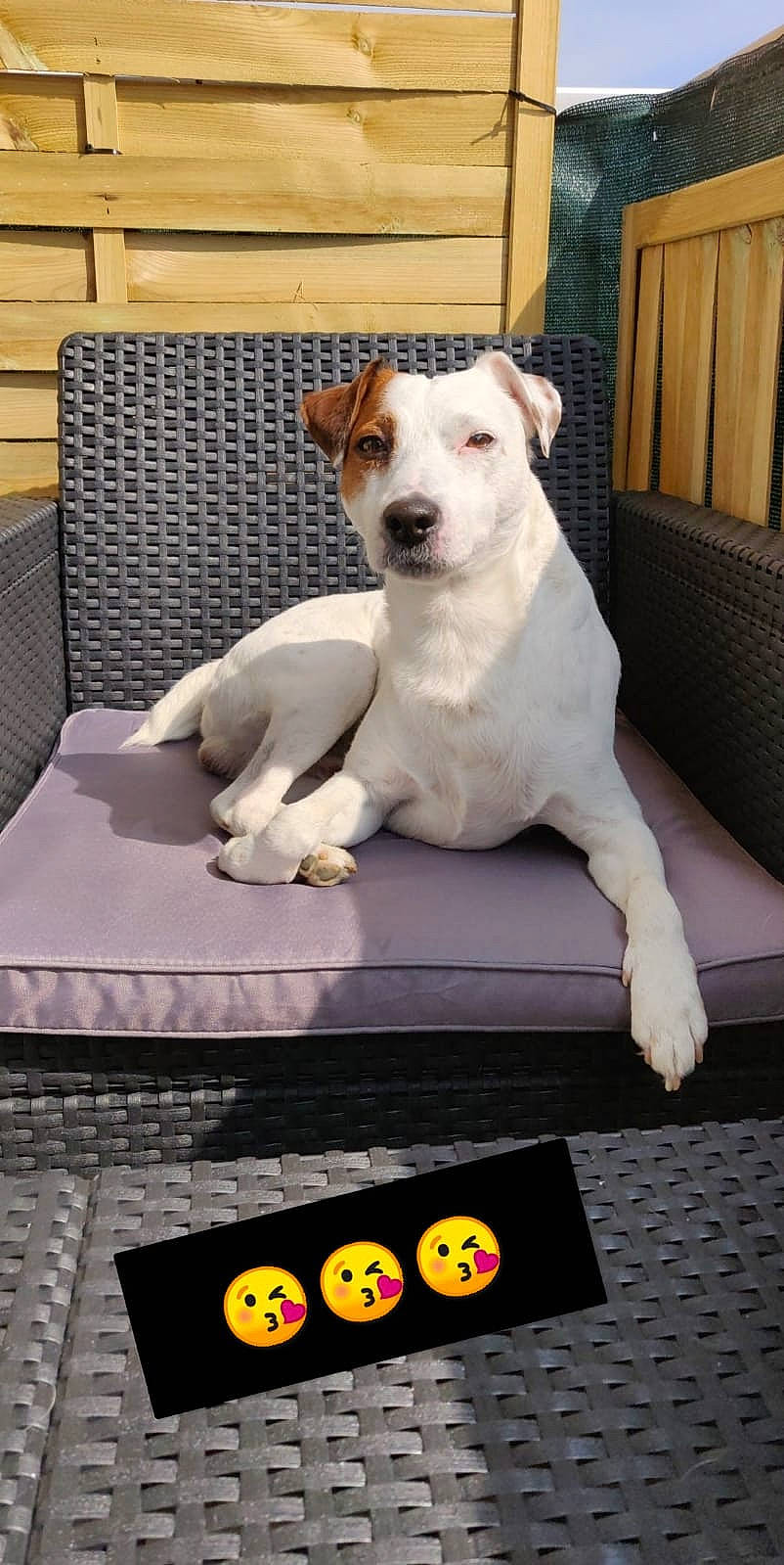 Lloyd a rejoint le concours — aidez-le/la à gagner de superbes lots ! canidae, carnivore, companion_dog, dog, dog_breed, jack_russell_terrier, mammal, parson_russell_terrier, person, russell_terrier
