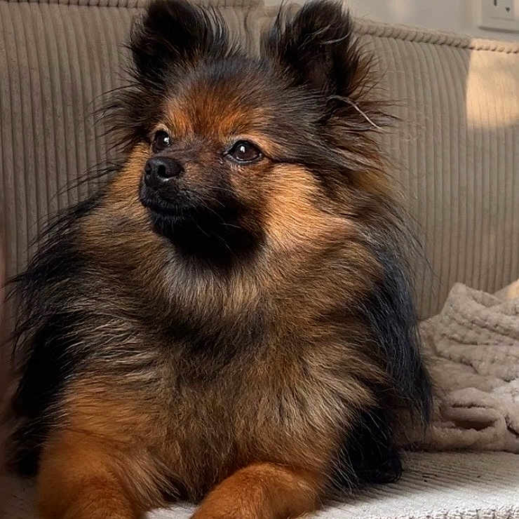 Vania a rejoint le concours — aidez-le/la à gagner de superbes lots ! animal, black_fur, blanket, brown_fur, companion, couch, cozy, cute, dog, domestic, fluffy, furniture, home, indoor, mammal, paw, pet, portrait, relaxed, sunlight