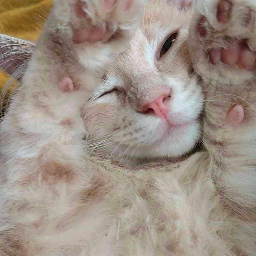 Jiji is registered to the contest to win money with this photo: abyssinian, angora, animal, blanket, bodypart, cat, couch, electronics, face, furniture, head, indoors, kitten, manx, person, pet, photography, portrait, siamese, sleeping