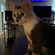 Luna joined the competition — help win amazing prizes! cat, indoor, pet, feline, curious, sitting, soft_lighting, television, living_room, furniture, wood_floor, whiskers, ears, fur, close_up, animal, domestic, cute, portrait, alert