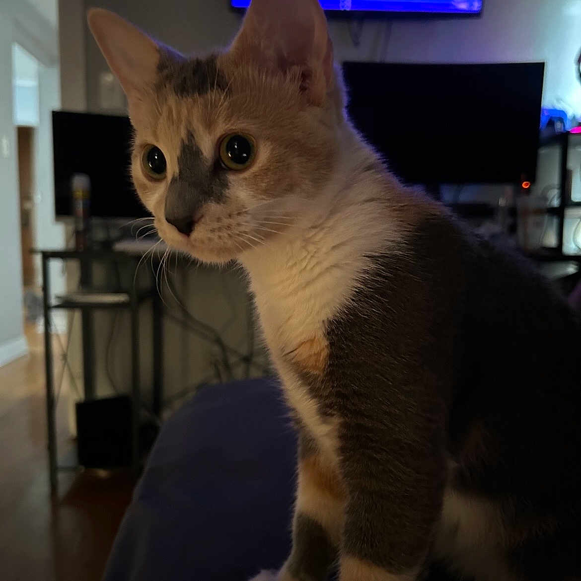 Luna