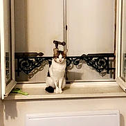 Melfils participe au concours pour gagner de l'argent avec cette photo : carnivore, cat, comfort, curtain, domestic_short_haired_cat, door, fawn, felidae, floor, flooring, fur, house, interior_design, room, small_to_medium_sized_cats, tail, whiskers, window, window_covering, wood
