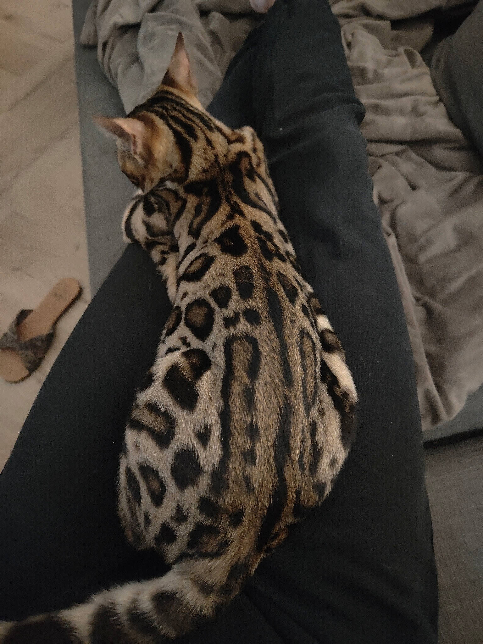 Uma a rejoint le concours — aidez-le/la à gagner de superbes lots ! big_cats, carnivore, comfort, fashion_design, fawn, felidae, fur, giraffe, giraffidae, hide, linens, military_camouflage, pattern, room, sleeve, small_to_medium_sized_cats, snout, terrestrial_animal, whiskers, wildlife