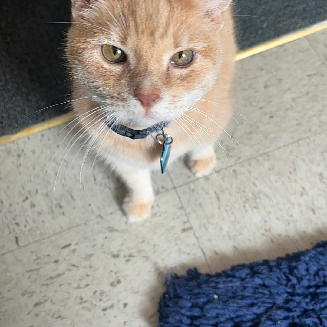 Max joined the competition — help win amazing prizes! abyssinian, accessories, animal, cat, hardwood, homedecor, kitten, leash, manx, pet, plywood, siamese, slate, strap, wood