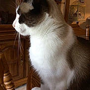 Hydee joined the competition — help win amazing prizes! animal, calm, cat, close_up, cozy, decor, domestic_cat, feline, furniture, gray_fur, household, indoor, pet, quiet, side_profile, sitting, whiskers, white_fur, wood, wooden_chair