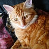animal, blanket, cat, closeup, cozy, cute, domestic_cat, ears, eyes, feline, fur, indoor, orange_tabby, pet, portrait, relaxed, resting, soft_light, texture, whiskers