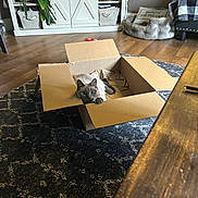 Wasabi joined the competition — help win amazing prizes! cat, cardboard_box, rug, living_room, floor, furniture, plant, basket, cat_bed, cushion, wood_floor, decor, cozy, pet, indoor, home, curious, relaxed, animal, household