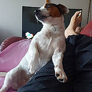 Tobby participe au concours pour gagner de l'argent avec cette photo : dog, jack_russell, small_dog, pet, paw, nose, whiskers, couch, blanket, living_room, television, lamp, human_leg, foot, relaxed, fur, portrait, indoors, reclining, home