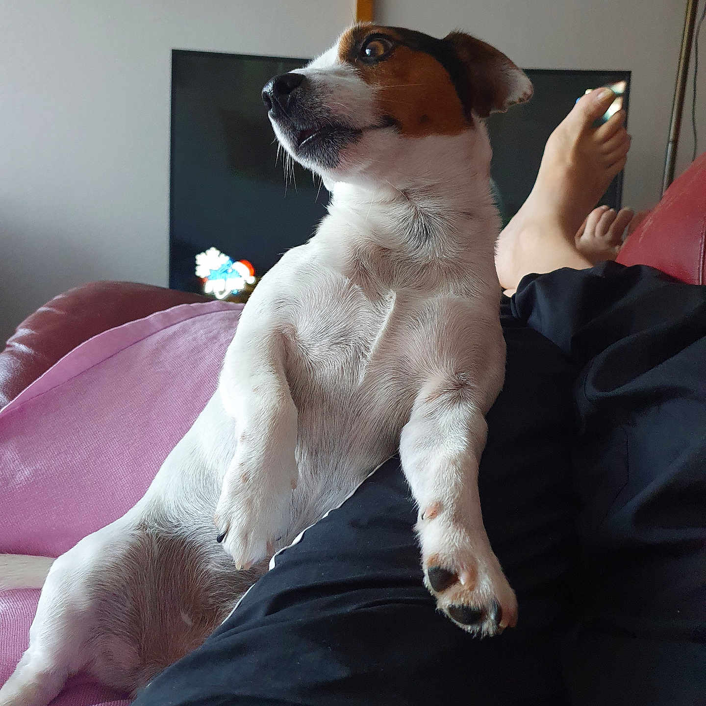 Tobby participe au concours pour gagner de l'argent avec cette photo : blanket, couch, dog, foot, fur, home, human_leg, indoors, jack_russell, lamp, living_room, nose, paw, pet, portrait, reclining, relaxed, small_dog, television, whiskers