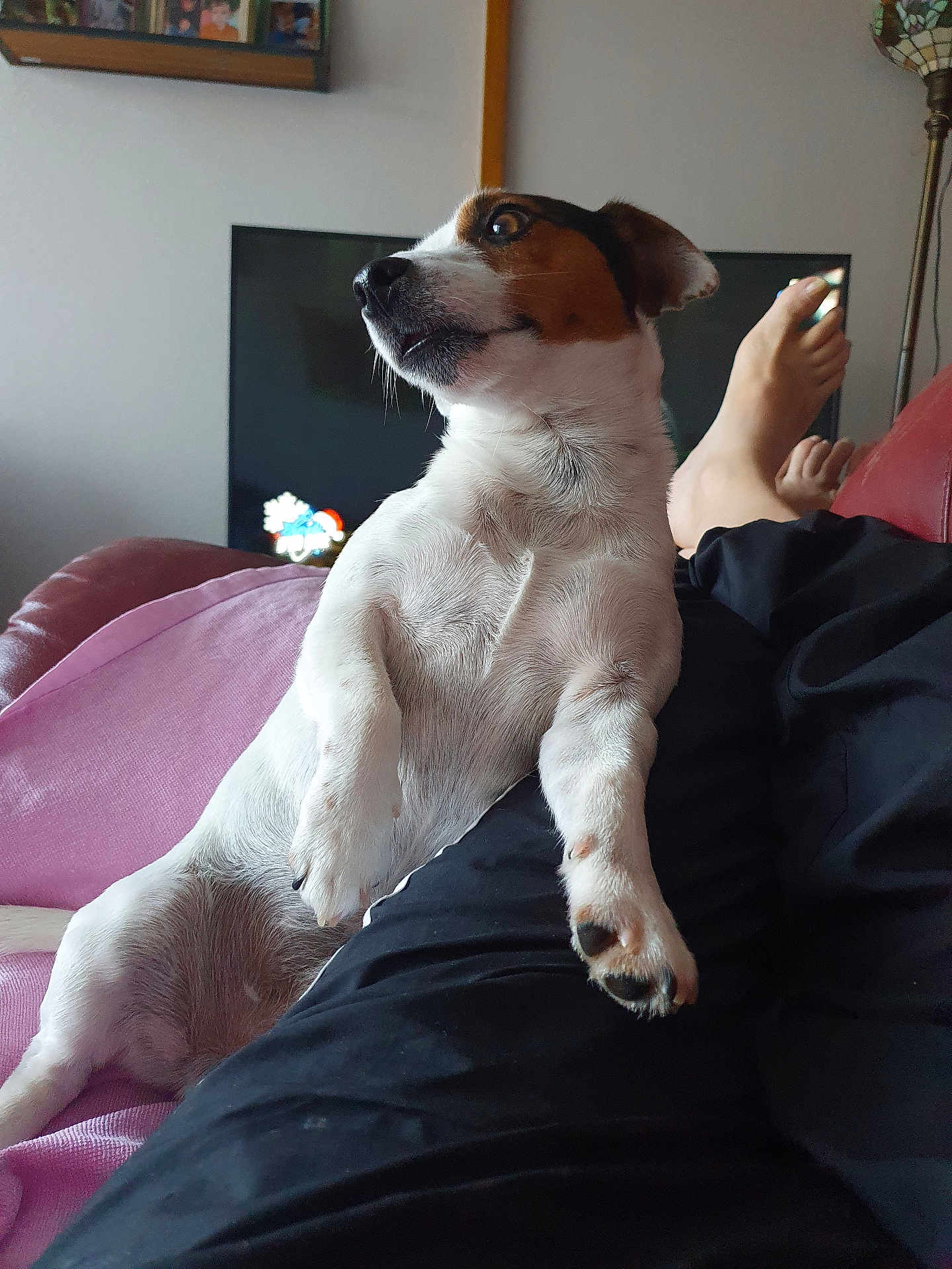 Tobby participe au concours pour gagner de l'argent avec cette photo : dog, jack_russell, small_dog, pet, paw, nose, whiskers, couch, blanket, living_room, television, lamp, human_leg, foot, relaxed, fur, portrait, indoors, reclining, home