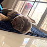 puppy, dog, sleeping, blue_collar, indoor, rug, floor, sunlight, glass_door, relaxation, pet, cozy, animal, domestic, cute, nap, paw, fur, calm, home