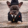 Capone joined the competition — help win amazing prizes! dog, french_bulldog, puppy, costume, hat, fedora, cigar, suit, pinstripe, necklace, gold_chain, outdoor, curb, street, park, trees, car, red_pocket_square, animal, pet