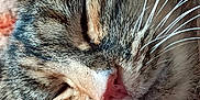 Voyou participe au concours pour gagner de l'argent avec cette photo : cat, tabby, sleeping, close_up, whiskers, fur, pet, animal, face, nose, cozy, resting, soft_texture, indoor, peaceful, cute, mammal, feline, relaxed, portrait
