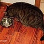 cat, tabby_cat, eating, metal_bowl, wooden_floor, pet, indoor, striped_tail, animal, food, flooring, household, domestic_cat, mammal, feline, feeding, fur, whiskers, closeup, home