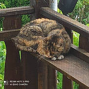 Voyou a rejoint le concours — aidez-le/la à gagner de superbes lots ! animal, balcony, cat, closeup, daylight, feline, fur, greenery, nature, outdoor, peaceful, pet, quiet, railing, relaxation, resting, screen, sleeping, tabby, wood