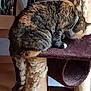cat, tabby_cat, pet, indoor, furniture, cat_tree, scratching_post, tail, fur, animal, domestic_animal, household, brown, black, orange, collar, paw, resting, side_view, focus