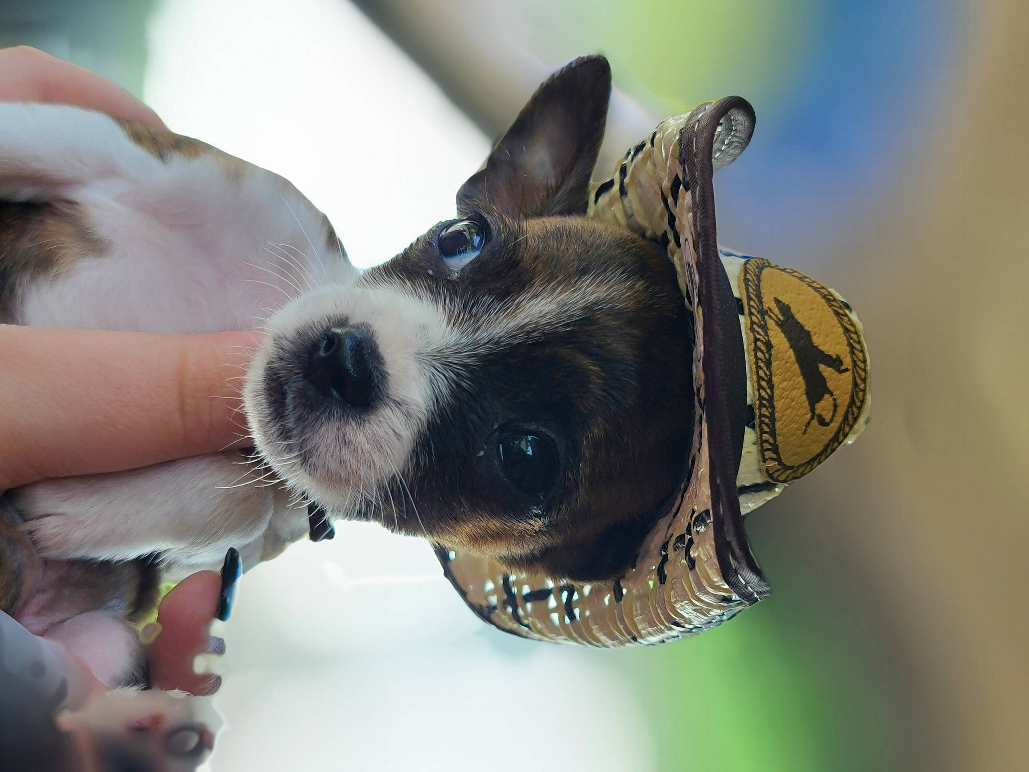 Avery joined the competition — help win amazing prizes! canidae, carnivore, collar, companion_dog, dog, dog_breed, dog_collar, ear, eyewear, fashion_accessory, fawn, fur, hand, leash, personal_protective_equipment, pet_supply, snout, sporting_group, whiskers, working_animal