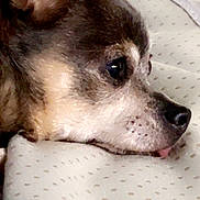Abby joined the competition — help win amazing prizes! dog, close_up, side_profile, resting, blanket, small_dog, fur, ear, snout, tongue, cute, sleepy, pet, animal, indoors, cozy, face, nose, black_nose, brown_fur