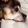 dog, close_up, side_profile, resting, blanket, small_dog, fur, ear, snout, tongue, cute, sleepy, pet, animal, indoors, cozy, face, nose, black_nose, brown_fur