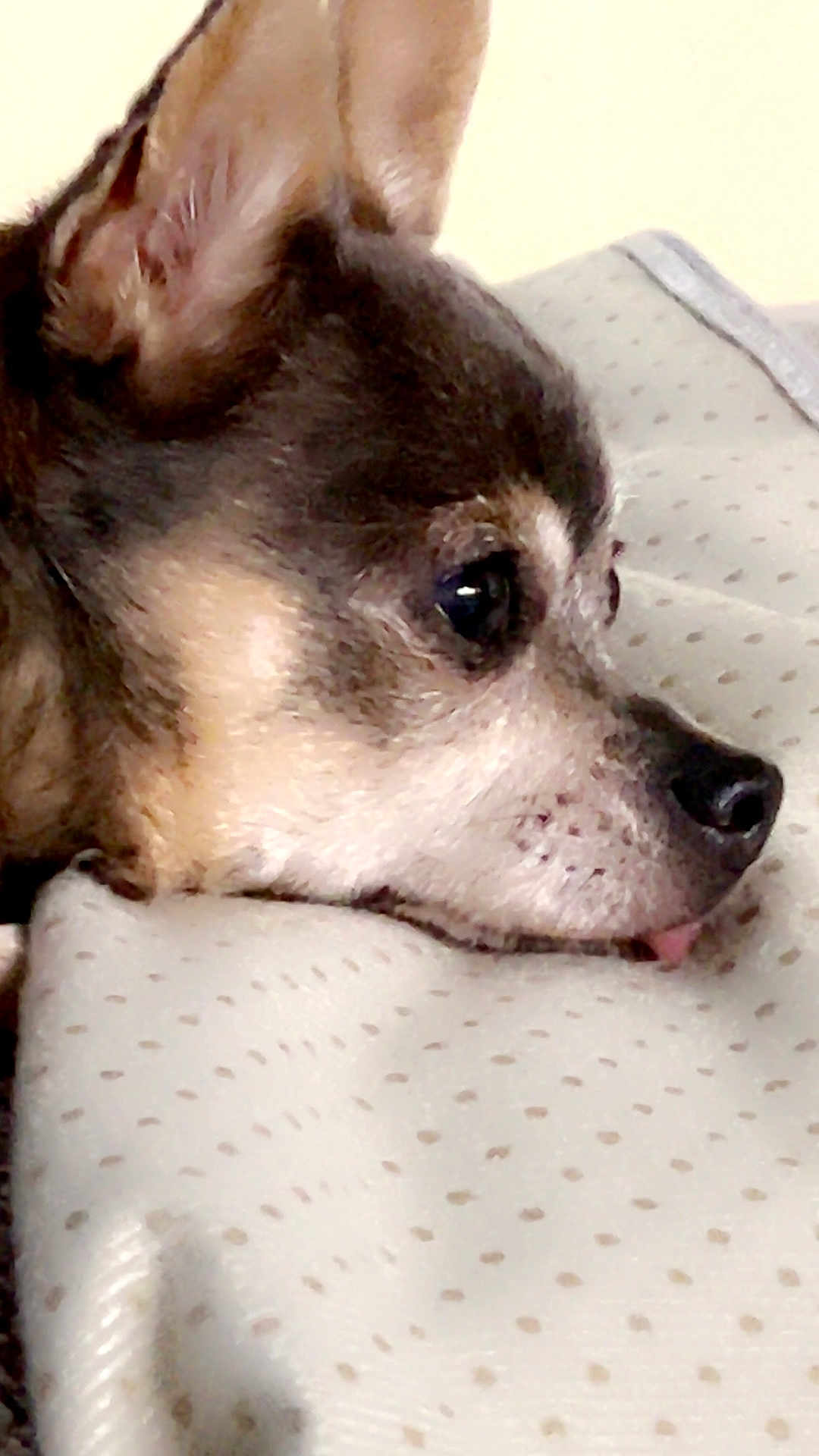 Abby