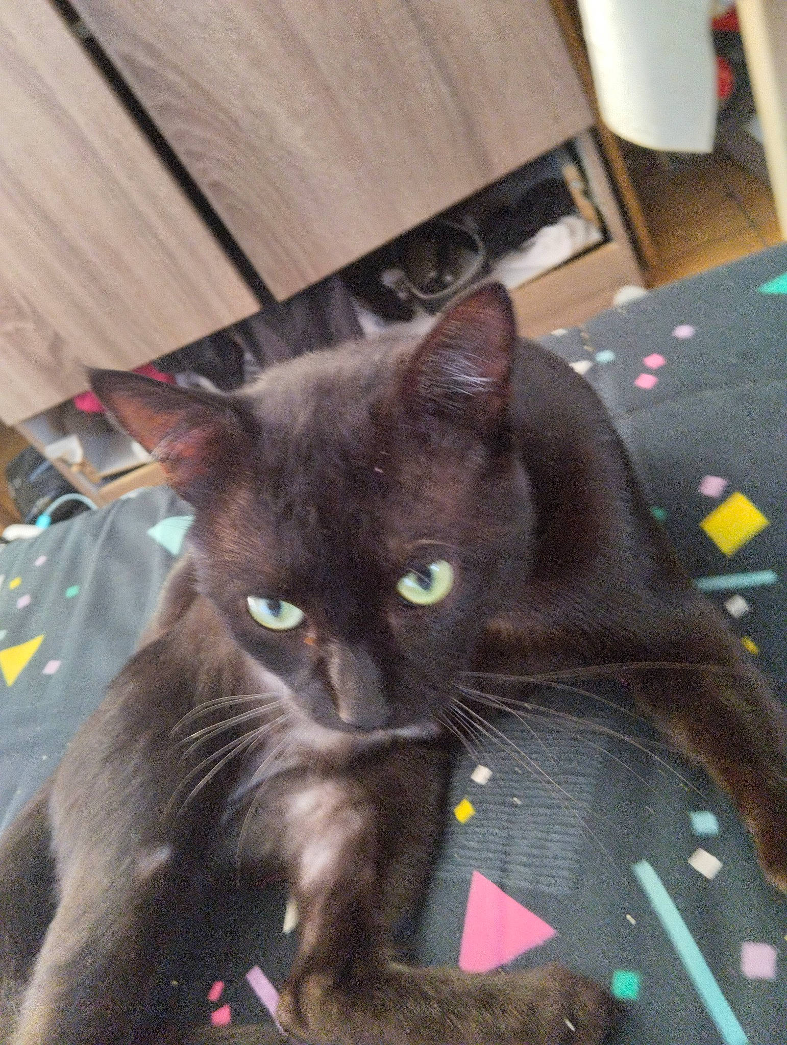 Minouche a rejoint le concours — aidez-le/la à gagner de superbes lots ! black_cat, bombay, box, carnivore, cat, comfort, domestic_short_haired_cat, felidae, fur, hardwood, small_to_medium_sized_cats, snout, whiskers, wood