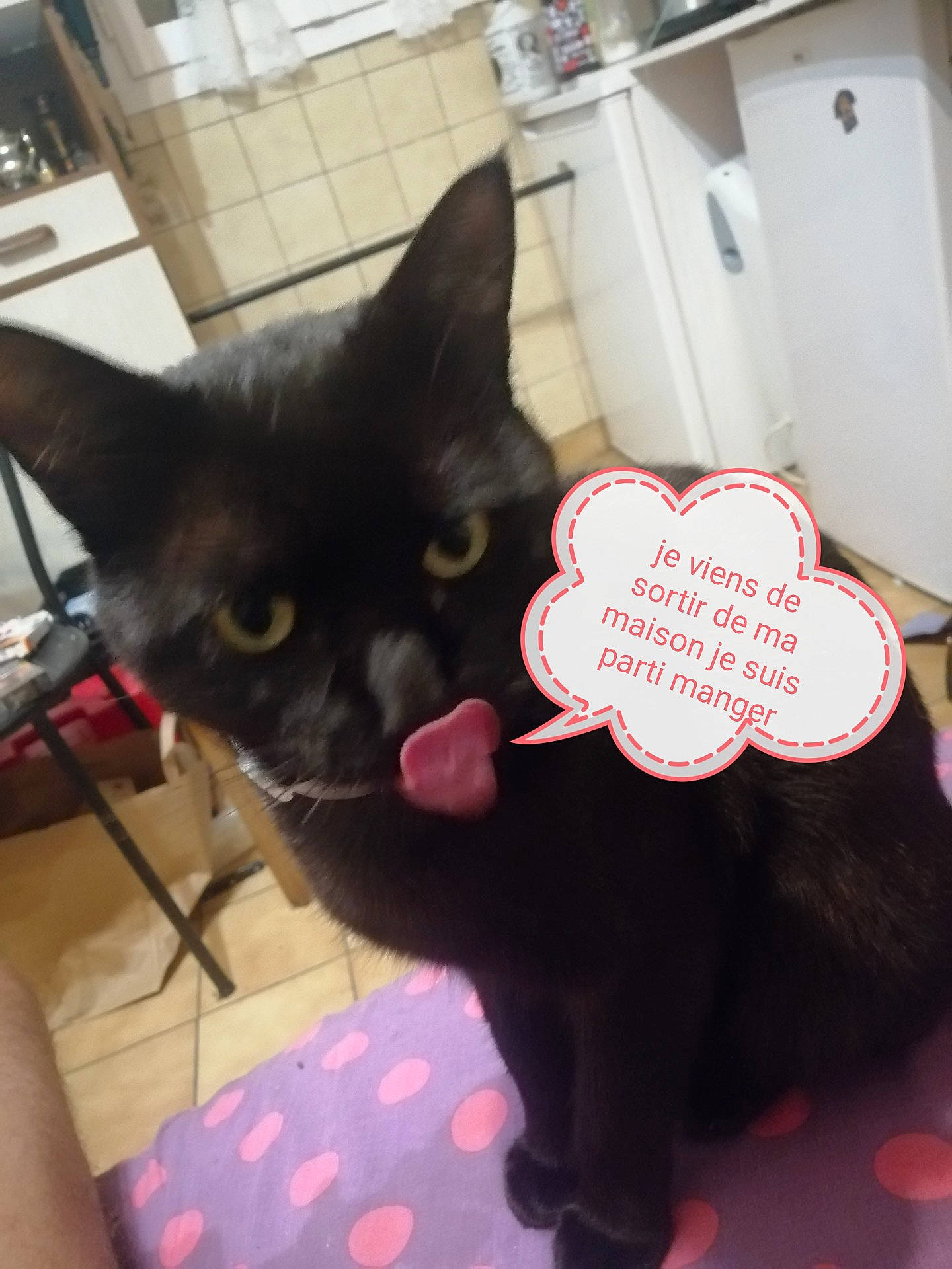 Minouche a rejoint le concours — aidez-le/la à gagner de superbes lots ! black_cat, bombay, carmine, carnivore, cat, comfort, domestic_short_haired_cat, felidae, fur, gesture, handwriting, pattern, paw, small_to_medium_sized_cats, tail, terrestrial_animal, whiskers