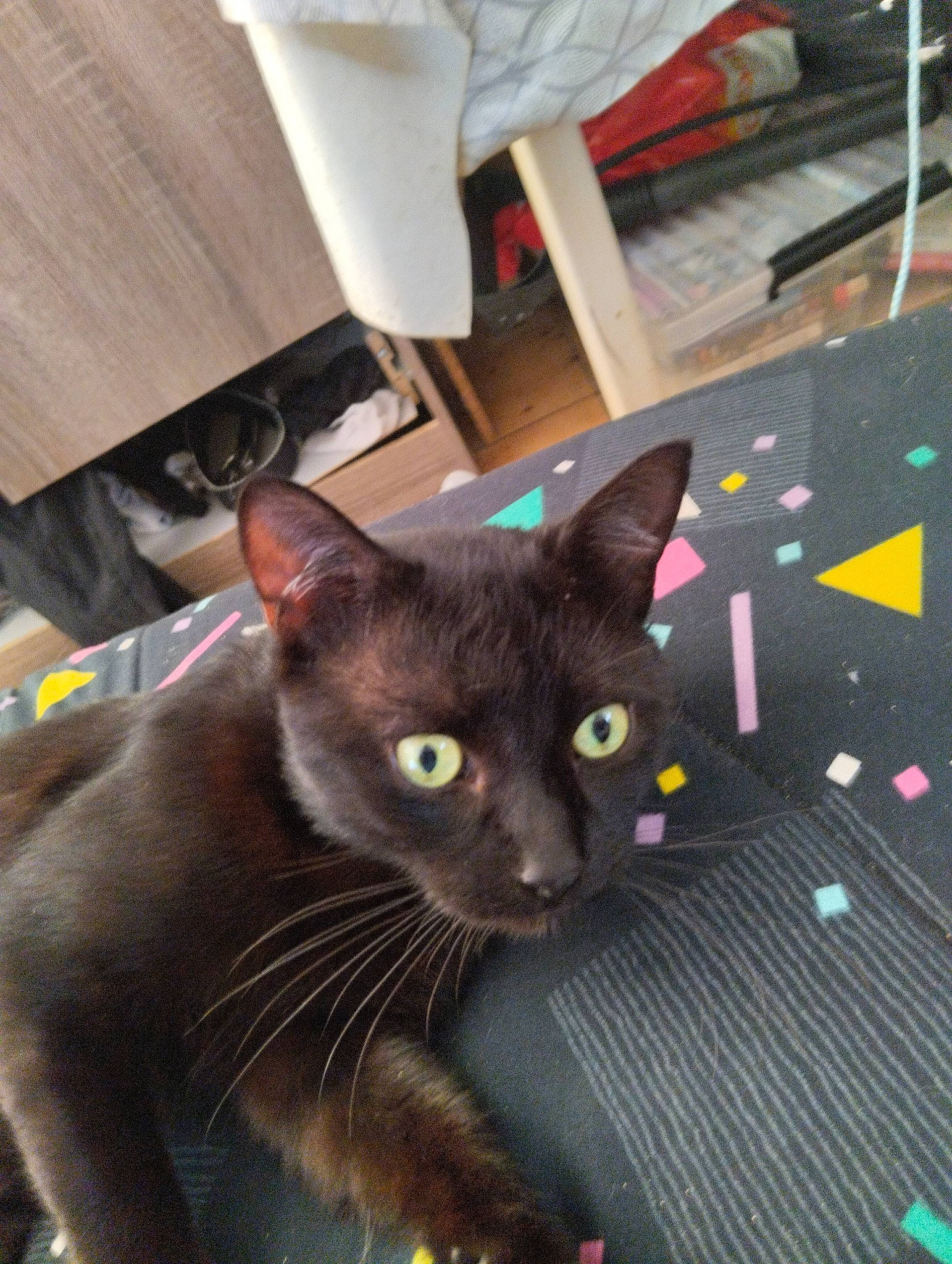 Minouche participe au concours pour gagner de l'argent avec cette photo : black_cat, box, carnivore, cat, chair, domestic_short_haired_cat, fawn, felidae, flooring, fur, hardwood, havana_brown, small_to_medium_sized_cats, snout, tail, whiskers, wood