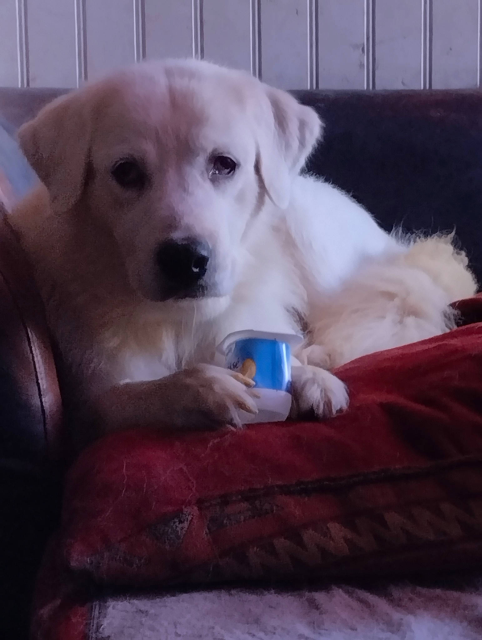 Belle a rejoint le concours — aidez-le/la à gagner de superbes lots ! canidae, carnivore, comfort, companion_dog, dog, dog_breed, fawn, fur, non_sporting_group, puppy_love, snout, sporting_group, tree, whiskers, working_animal